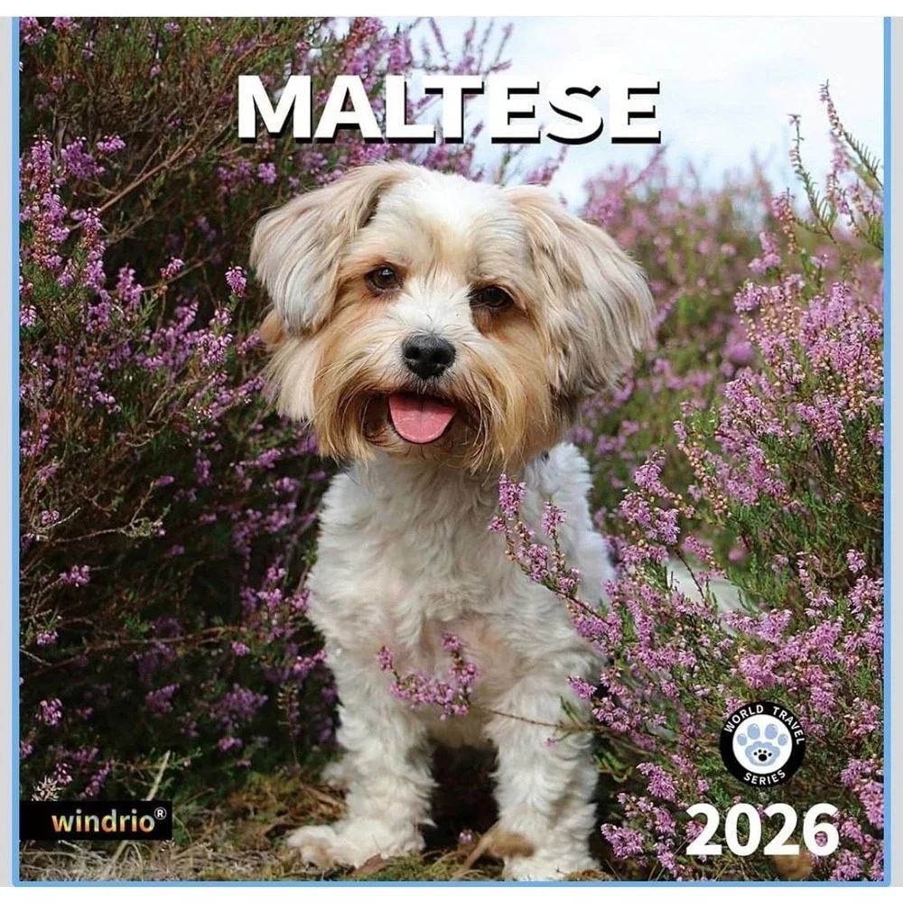 2026 Maltese Wall Calendar, 18-Month (July 2025 -‎ December 2026) Dog Breed
